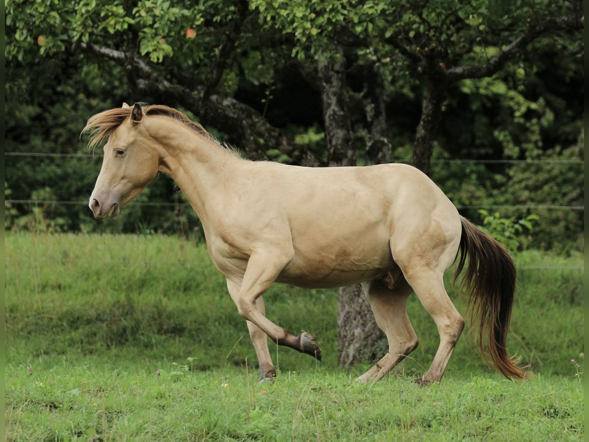 American Quarter Horse Wallach 3 Jahre 140 cm Champagne in Waldshut-Tiengen