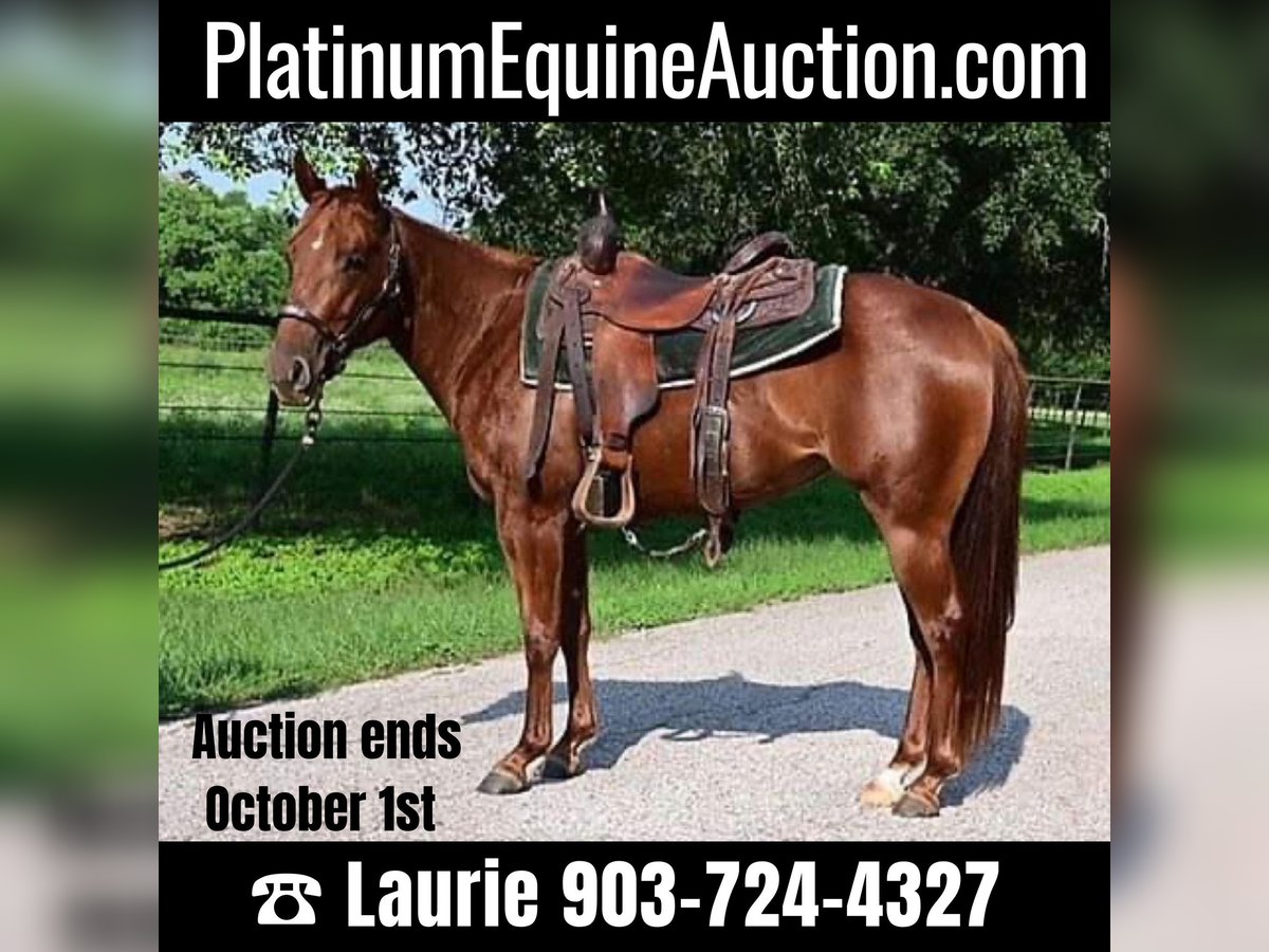 American Quarter Horse Wallach 3 Jahre 140 cm Dunkelfuchs in Athens TX