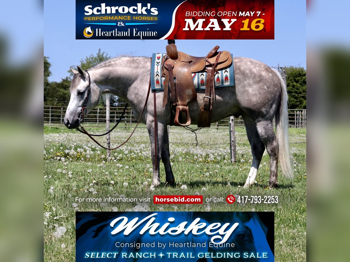 American Quarter Horse Wallach 3 Jahre 140 cm Schimmel in Mount Vernon, MO