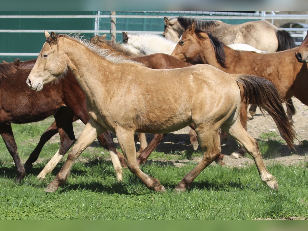 American Quarter Horse Wallach 3 Jahre 142 cm Champagne in Waldshut-Tiengen