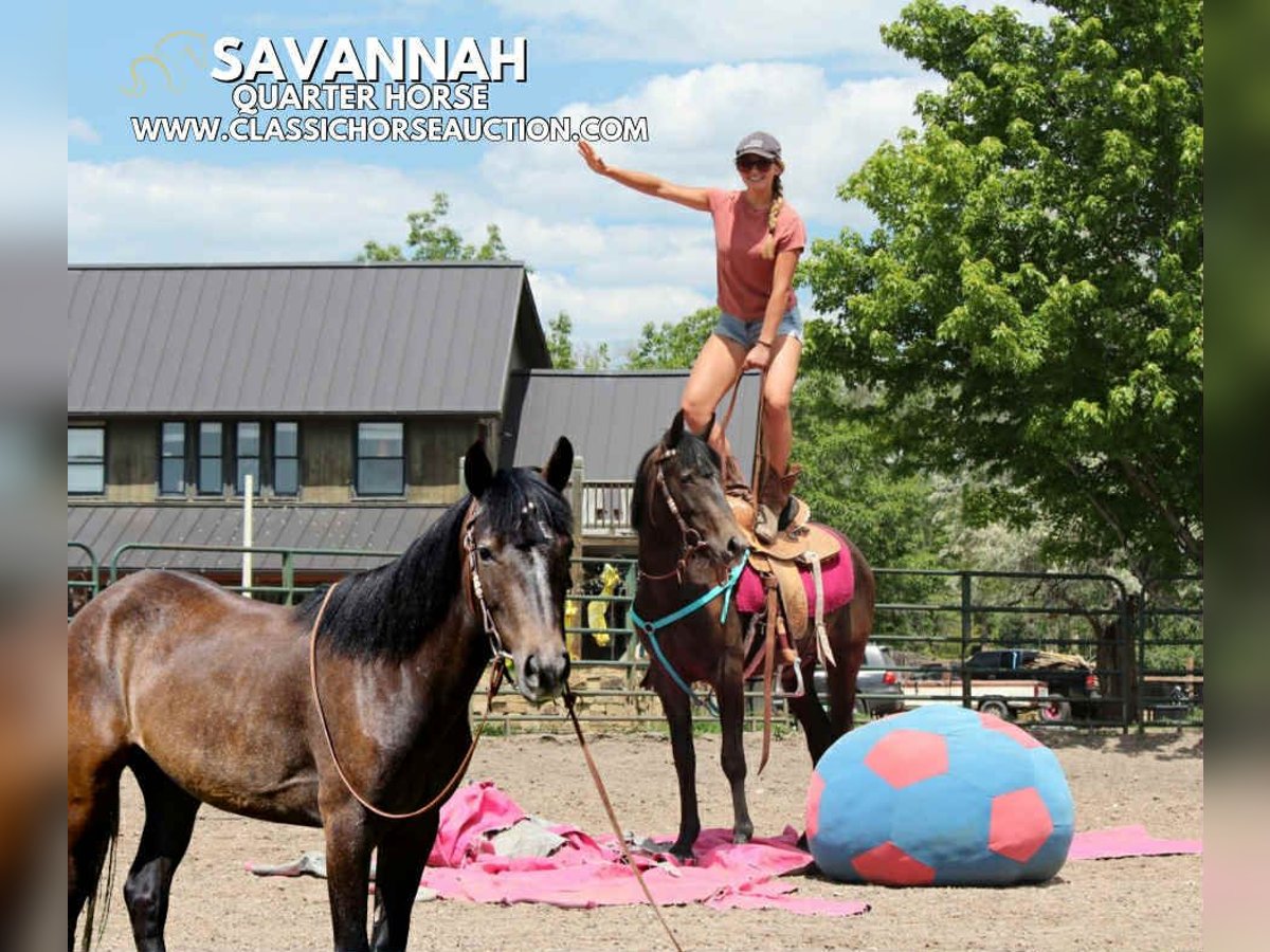 American Quarter Horse Wallach 3 Jahre 142 cm Rotbrauner in Fort Collins, CO