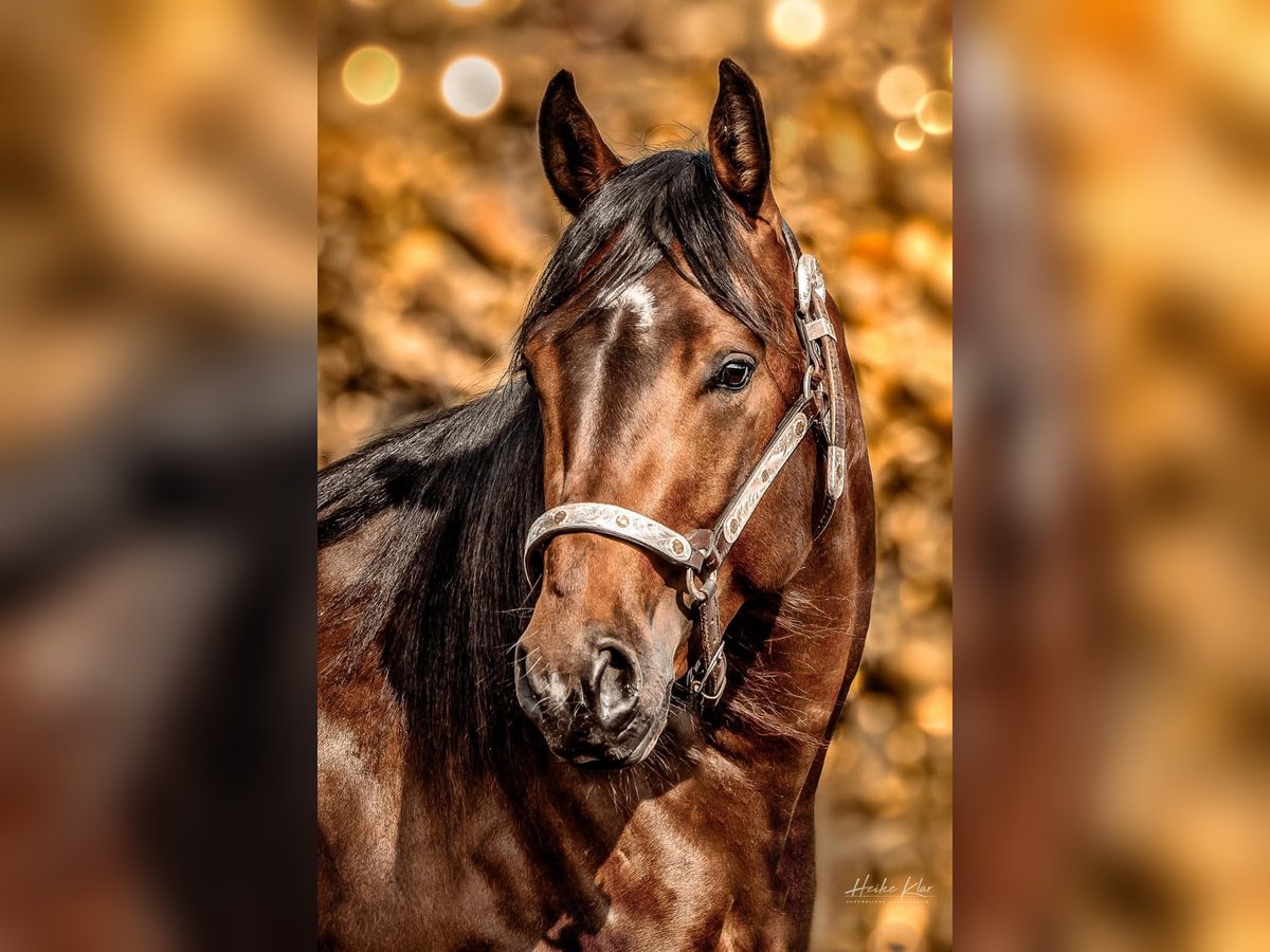 American Quarter Horse Wallach 3 Jahre 145 cm Brauner in Dreis-Br&#xFC;ck