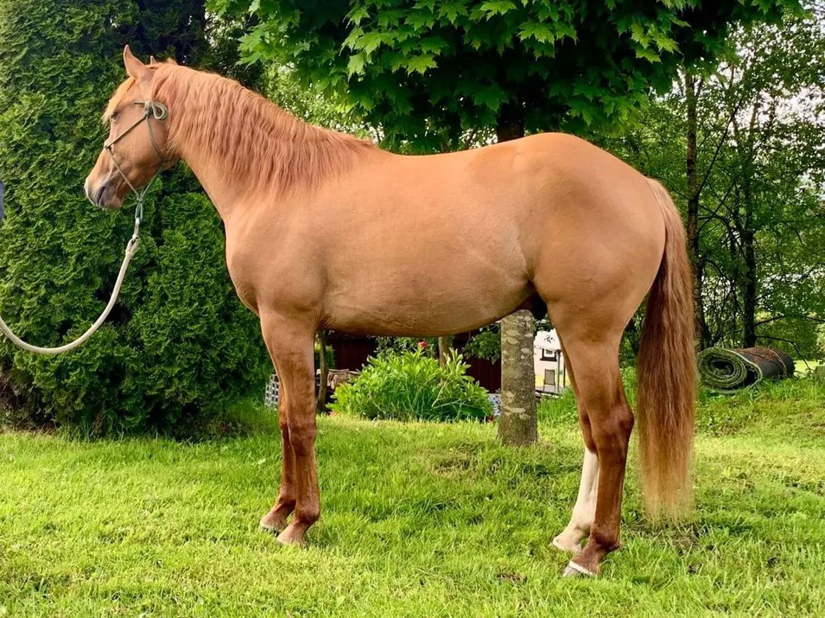 American Quarter Horse Wallach 3 Jahre 145 cm Red Dun in Morsbach