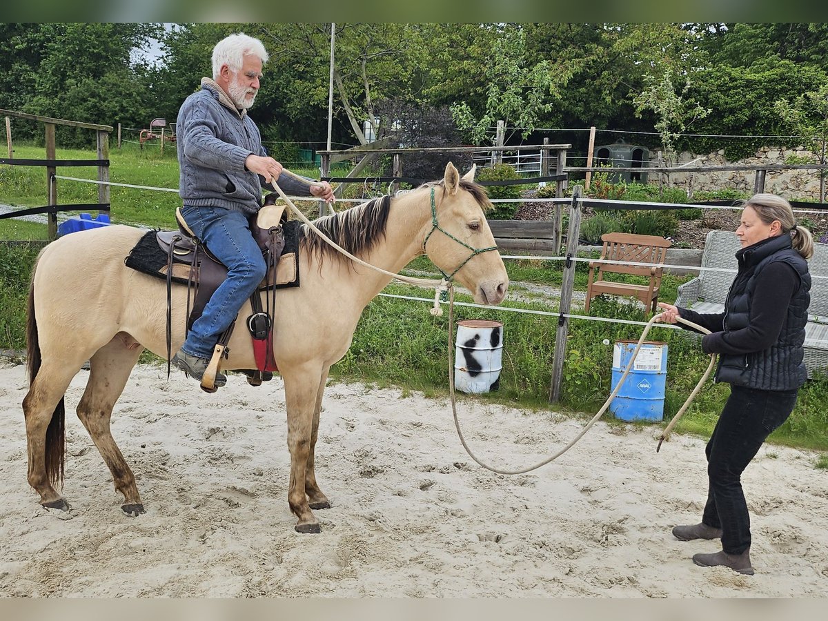 American Quarter Horse Wallach 3 Jahre 146 cm Champagne in Müglitztal