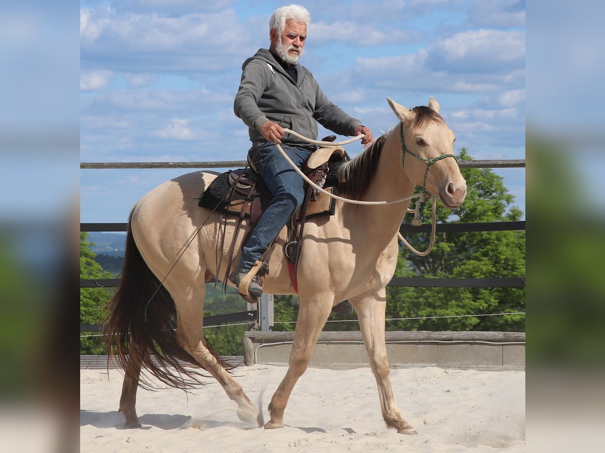 American Quarter Horse Wallach 3 Jahre 146 cm Champagne in Müglitztal