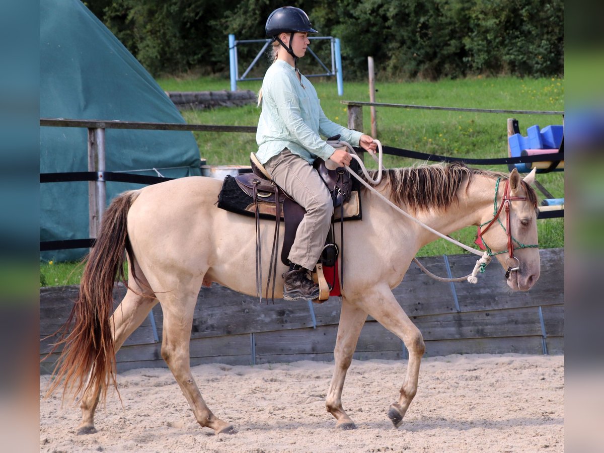 American Quarter Horse Wallach 3 Jahre 147 cm Champagne in M&#xFC;glitztal