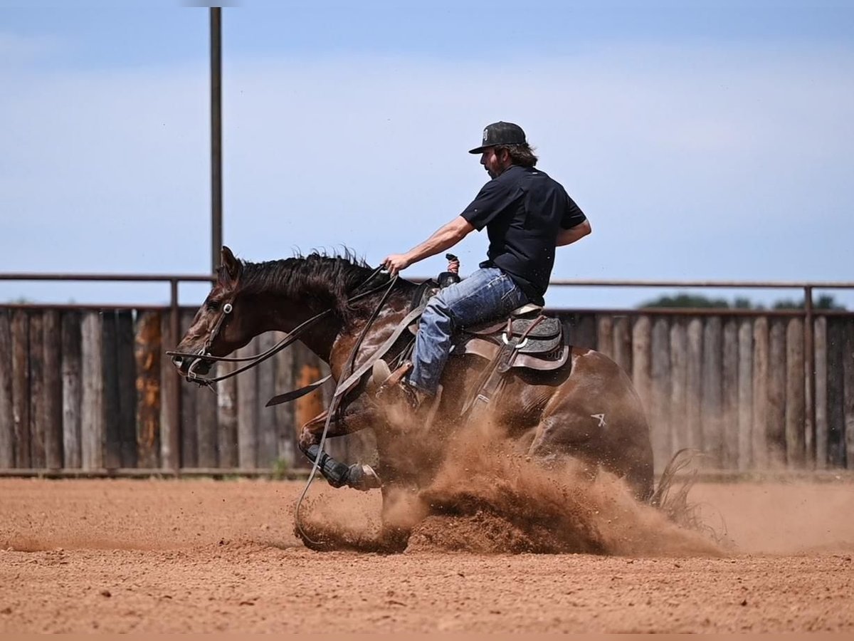 American Quarter Horse Wallach 3 Jahre 147 cm Dunkelfuchs in Waco, TX American Quarter Horse Wallach 3 Jahre 147 cm Dunkelfuchs in Waco, TX