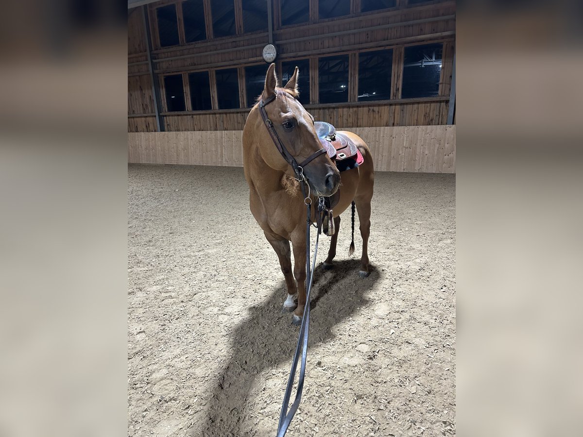 American Quarter Horse Wallach 3 Jahre 147 cm Red Dun in Igls