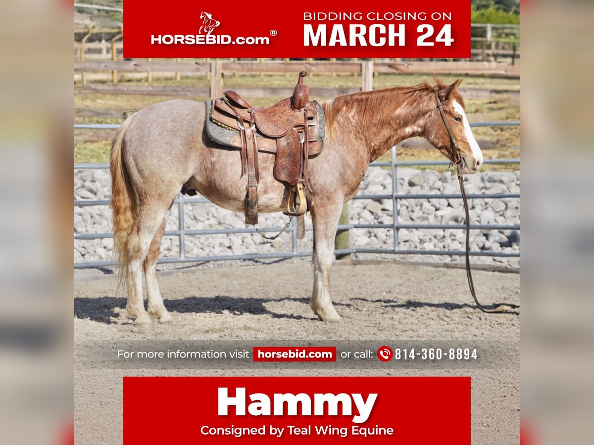 American Quarter Horse Wallach 3 Jahre 147 cm Roan-Red in Rineyville, KY