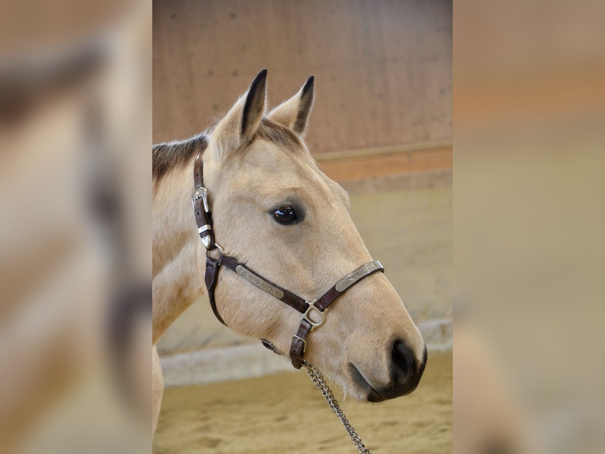 American Quarter Horse Wallach 3 Jahre 148 cm Buckskin in Lüdinghausen