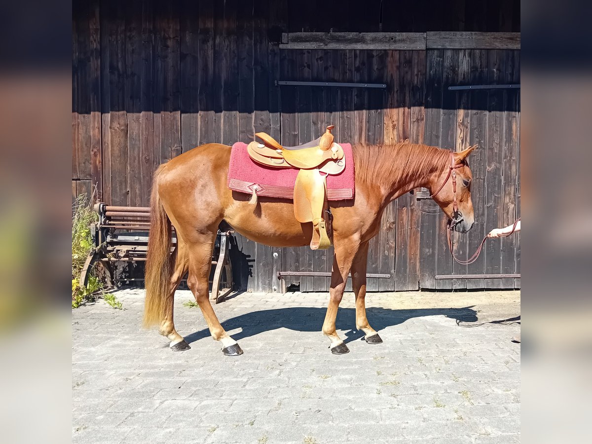 American Quarter Horse Wallach 3 Jahre 148 cm Fuchs in Deggendorf