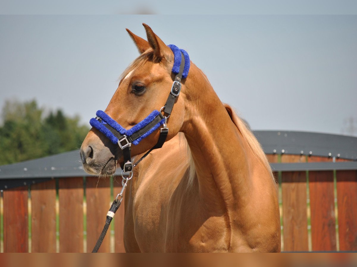 American Quarter Horse Wallach 3 Jahre 148 cm Red Dun in Rottenburg am Neckar