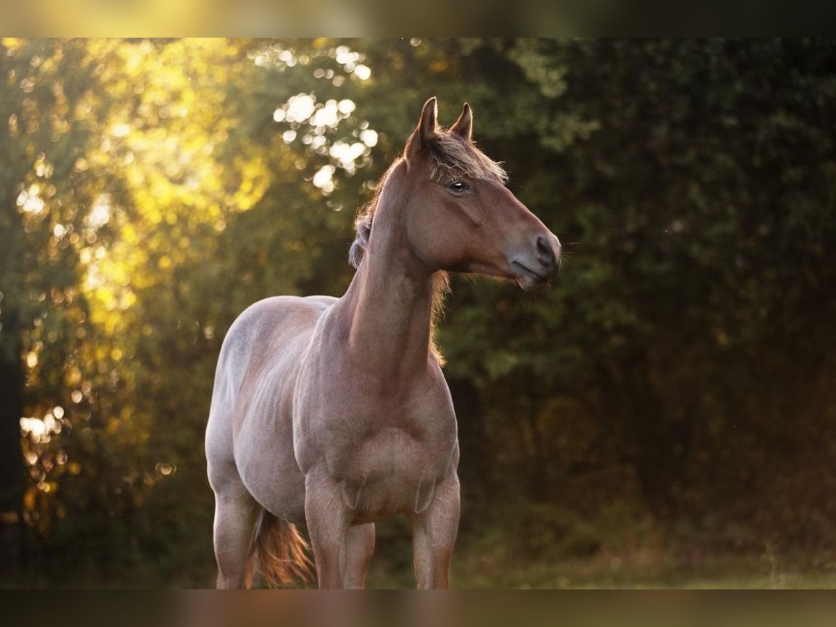 American Quarter Horse Wallach 3 Jahre 148 cm Roan-Bay in Rechenberg-Bienenm&#xFC;hle