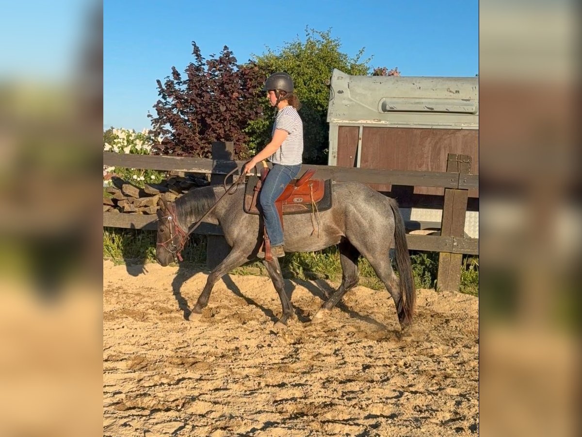 American Quarter Horse, Wallach in Daleiden