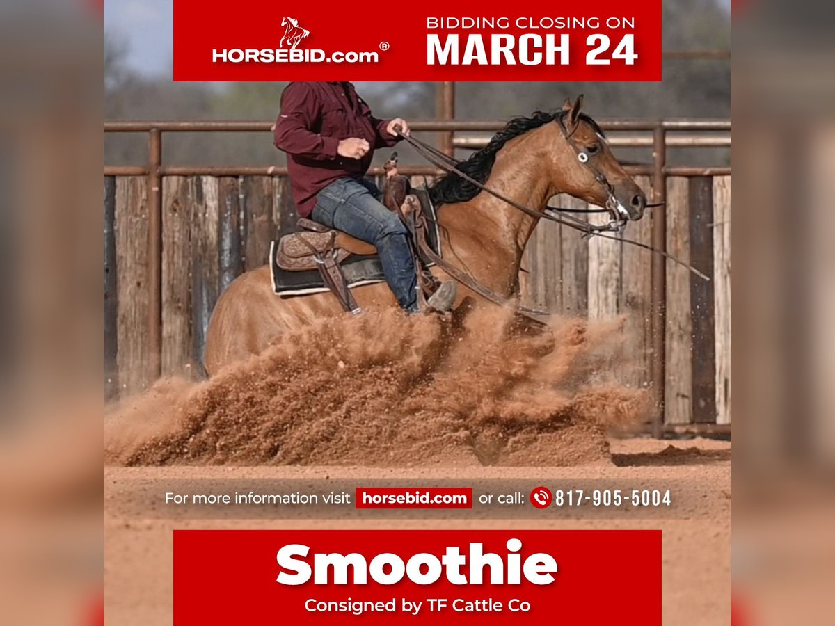 American Quarter Horse Wallach 3 Jahre 150 cm Falbe in Waco, TX