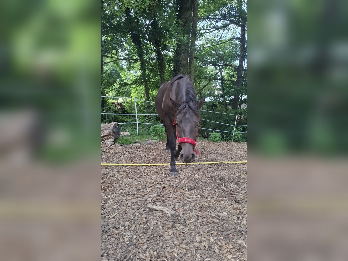American Quarter Horse Mix Wallach 3 Jahre 150 cm in Hessisch Oldendorf