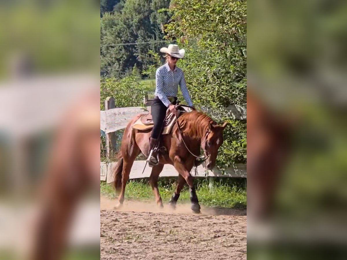 American Quarter Horse Wallach 3 Jahre 150 cm Fuchs in Neukalen