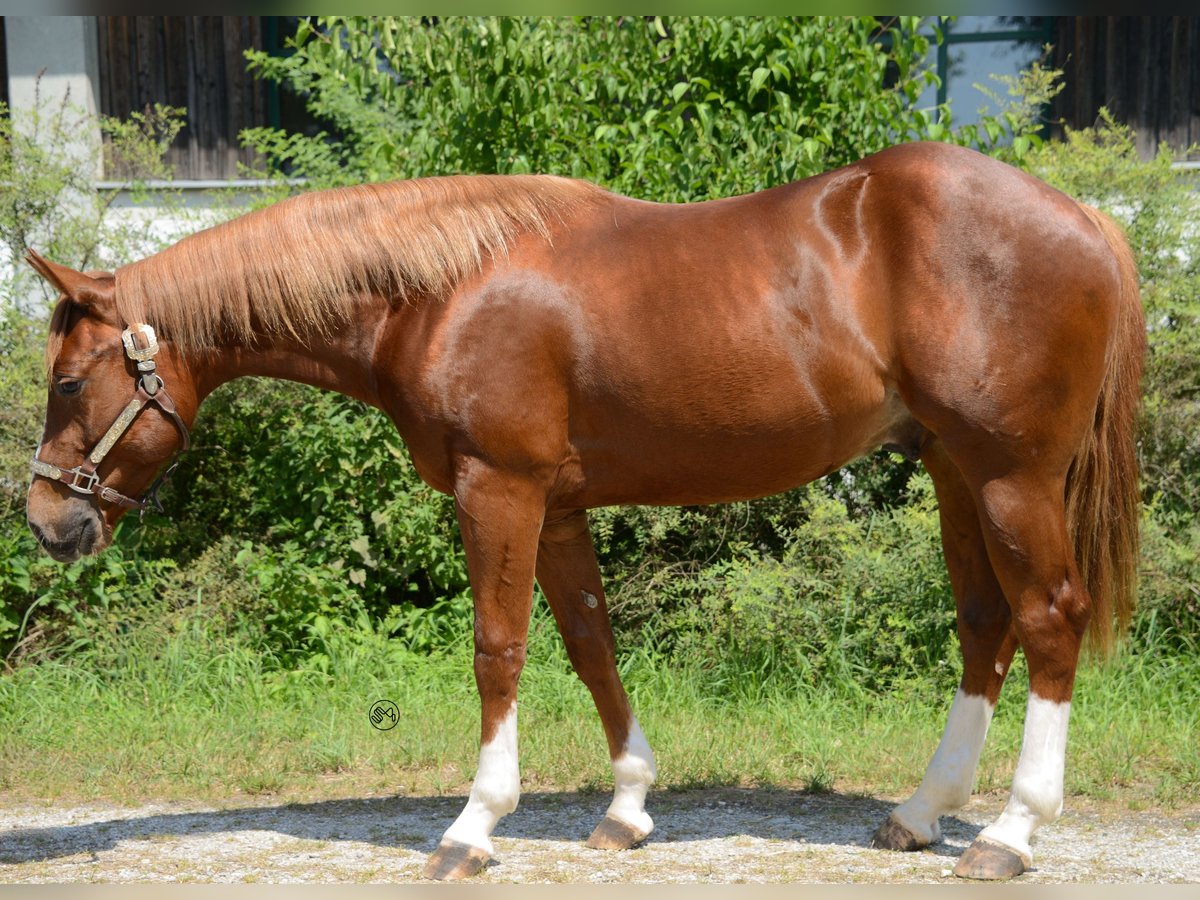 American Quarter Horse Wallach 3 Jahre 150 cm Fuchs in Moosthenning