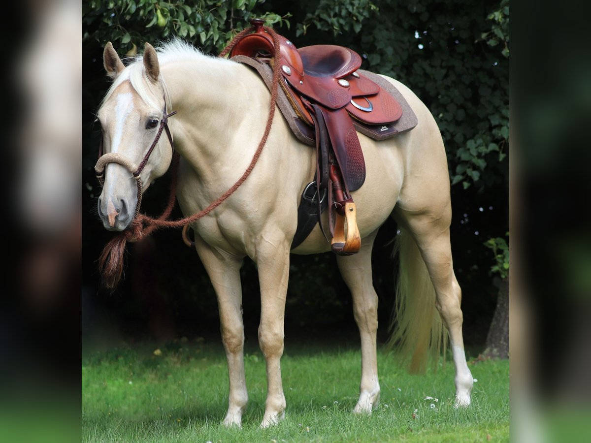 American Quarter Horse Mix Wallach 3 Jahre 150 cm Palomino in Oberlangen