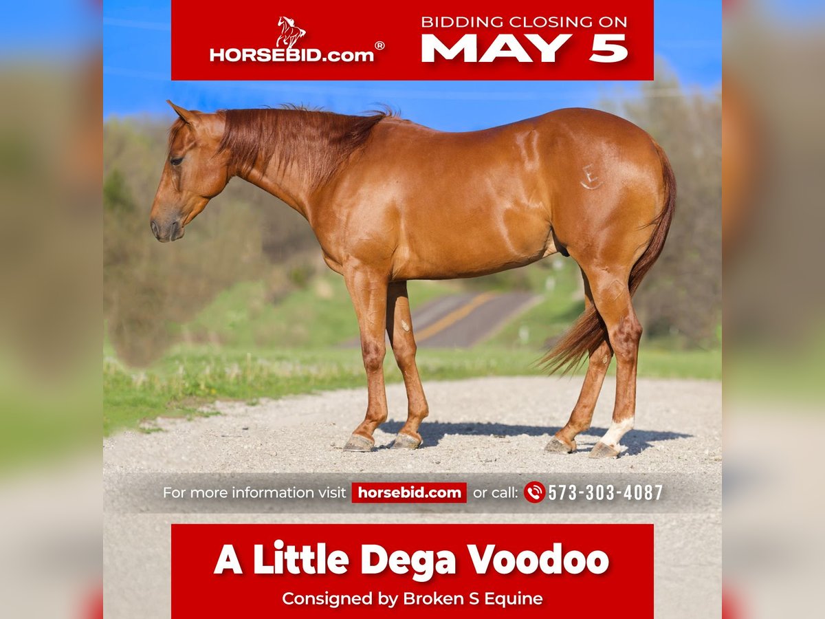 American Quarter Horse Wallach 3 Jahre 150 cm in Marshall, MO