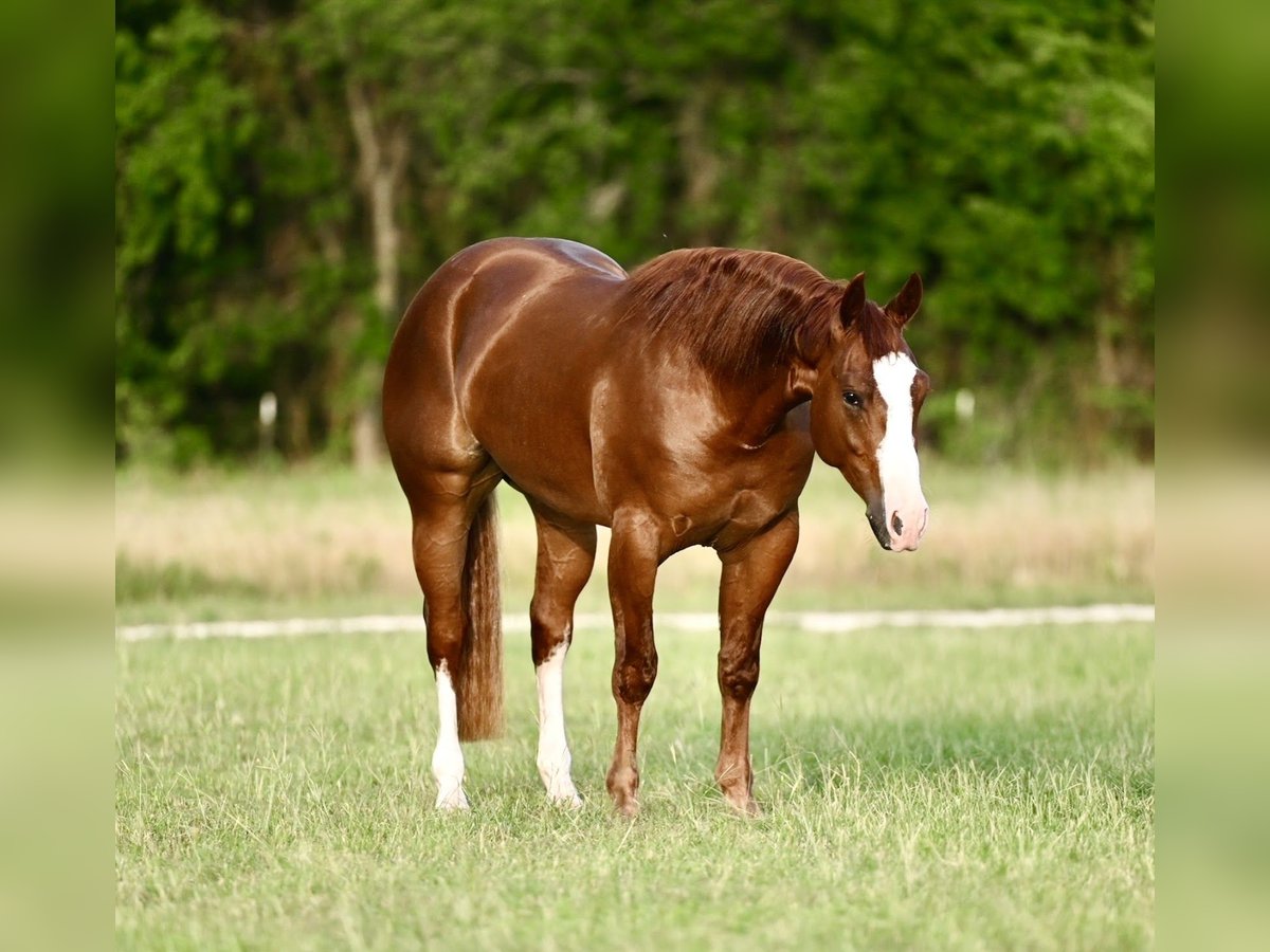 American Quarter Horse Wallach 3 Jahre 150 cm Rotfuchs in Waco