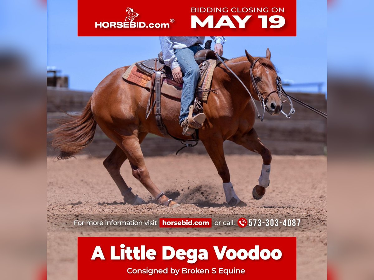 American Quarter Horse Wallach 3 Jahre 150 cm Rotfuchs in Marshall, MO