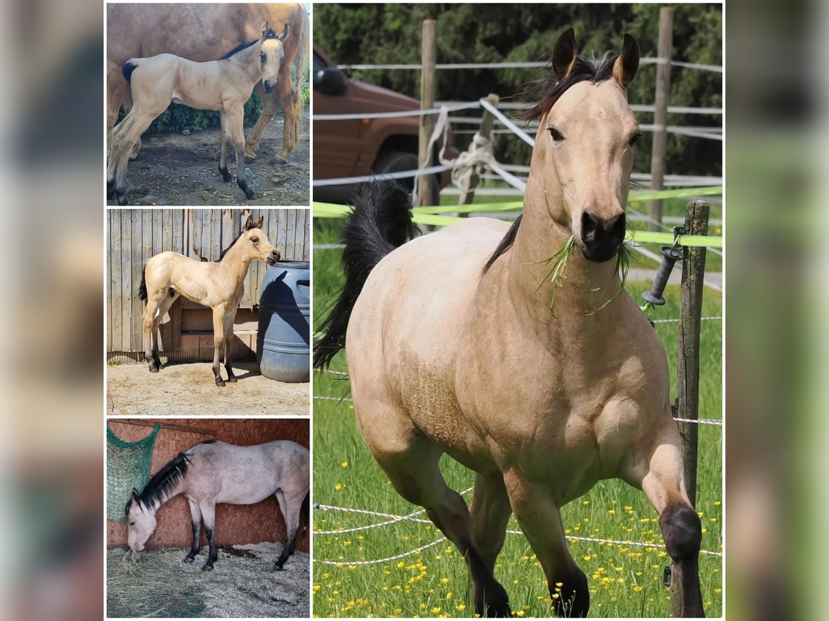 American Quarter Horse Wallach 3 Jahre 150 cm in Ludwigsburg
