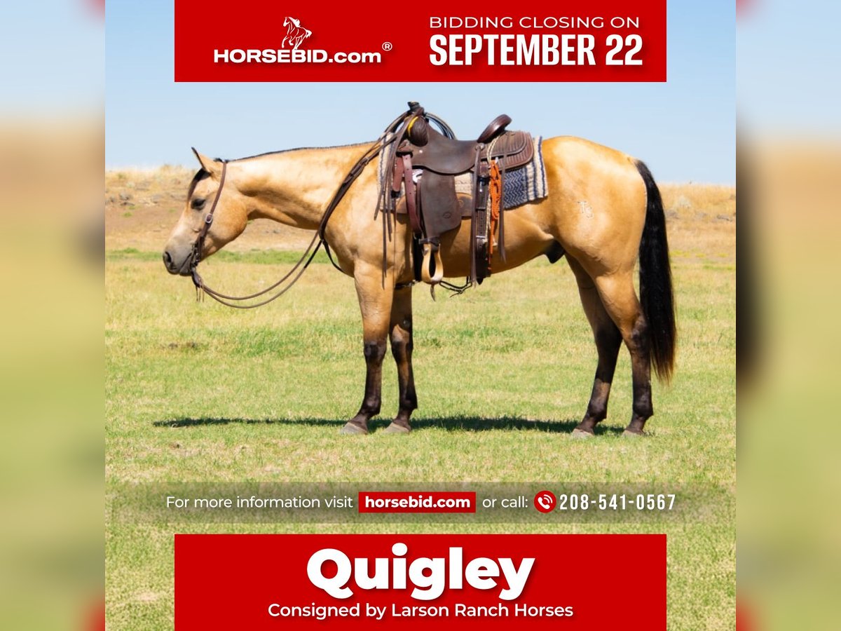 American Quarter Horse Wallach 3 Jahre 152 cm Buckskin in Saint Anthony
