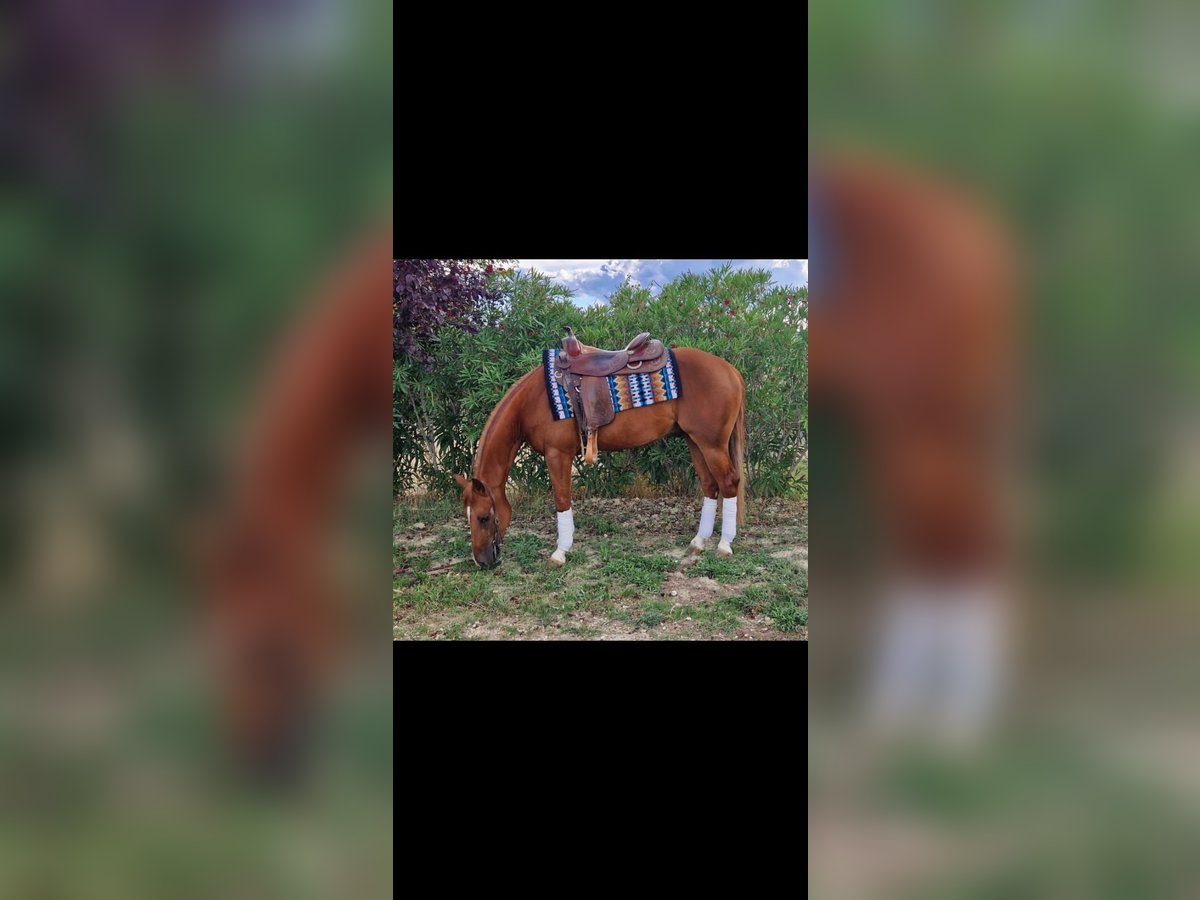 American Quarter Horse Wallach 3 Jahre 152 cm in Penne