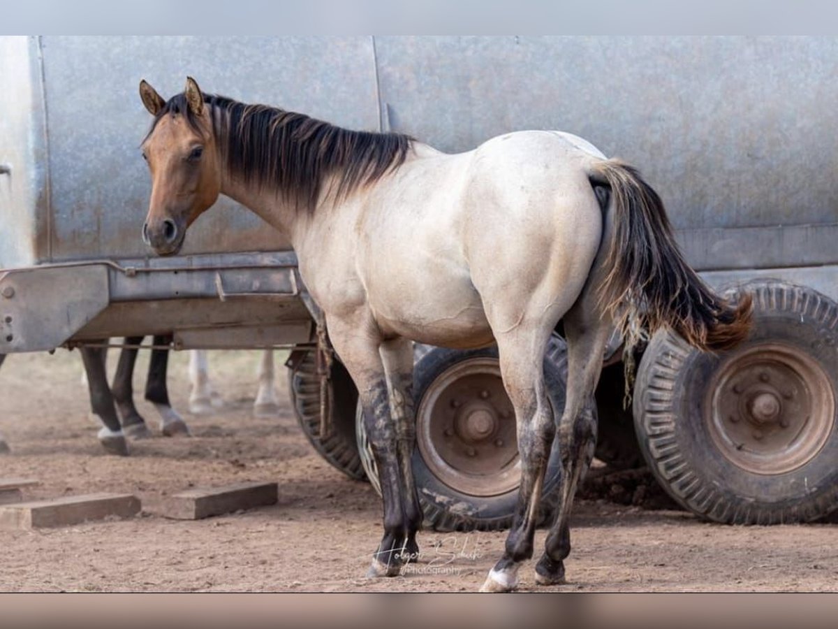 American Quarter Horse Wallach 3 Jahre 152 cm Roan-Bay in Seevetal