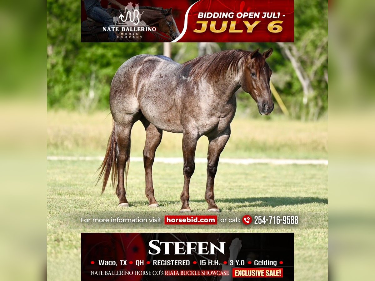 American Quarter Horse Wallach 3 Jahre 152 cm Roan-Red in Waco