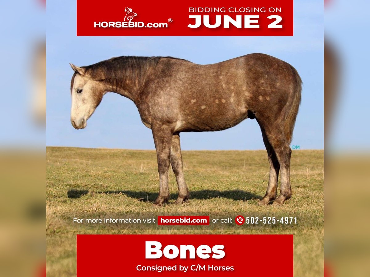 American Quarter Horse Wallach 3 Jahre 152 cm Schimmel in Carrollton, KY