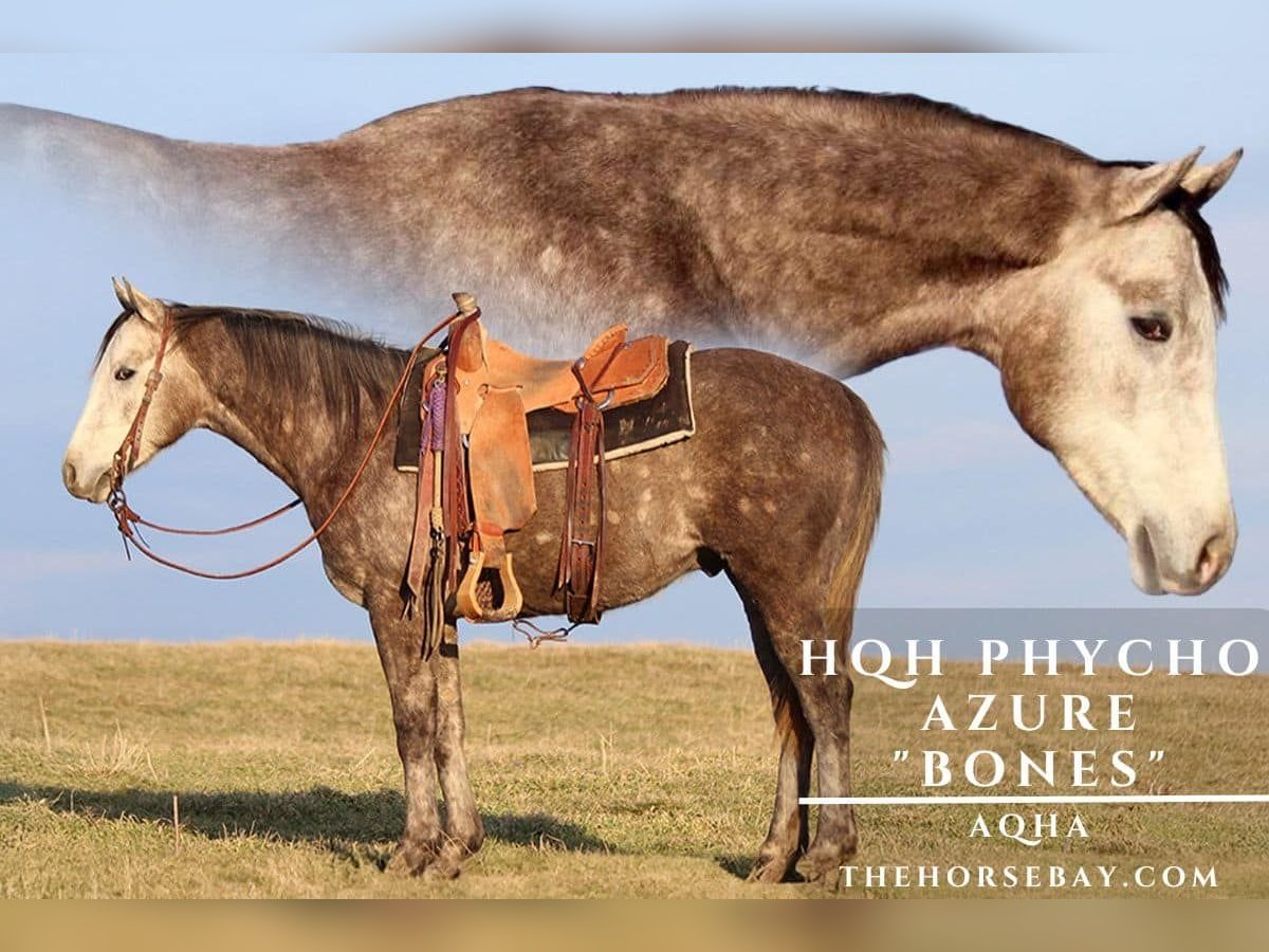 American Quarter Horse Wallach 3 Jahre 152 cm Schimmel in Hodgenville, KY