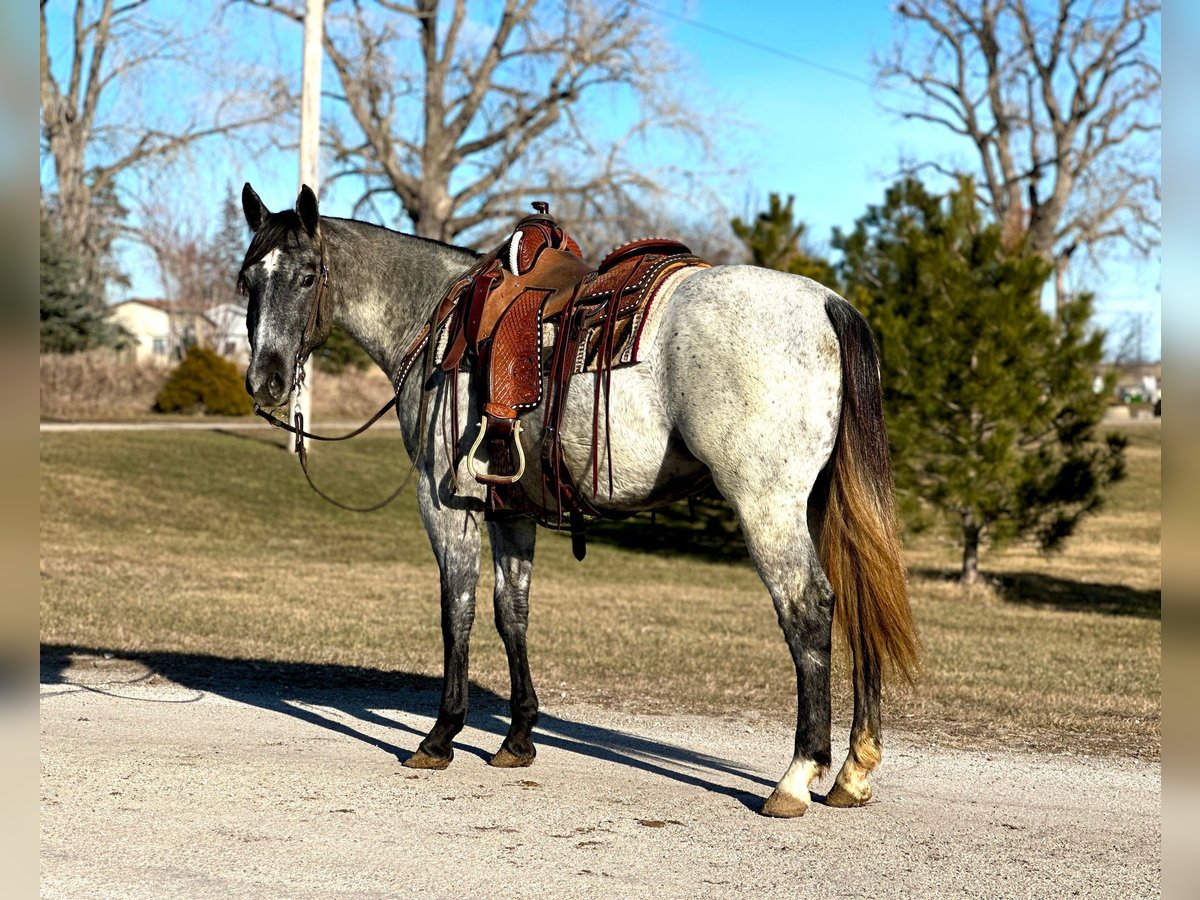 American Quarter Horse Wallach 3 Jahre 152 cm Schimmel in Zearing IA