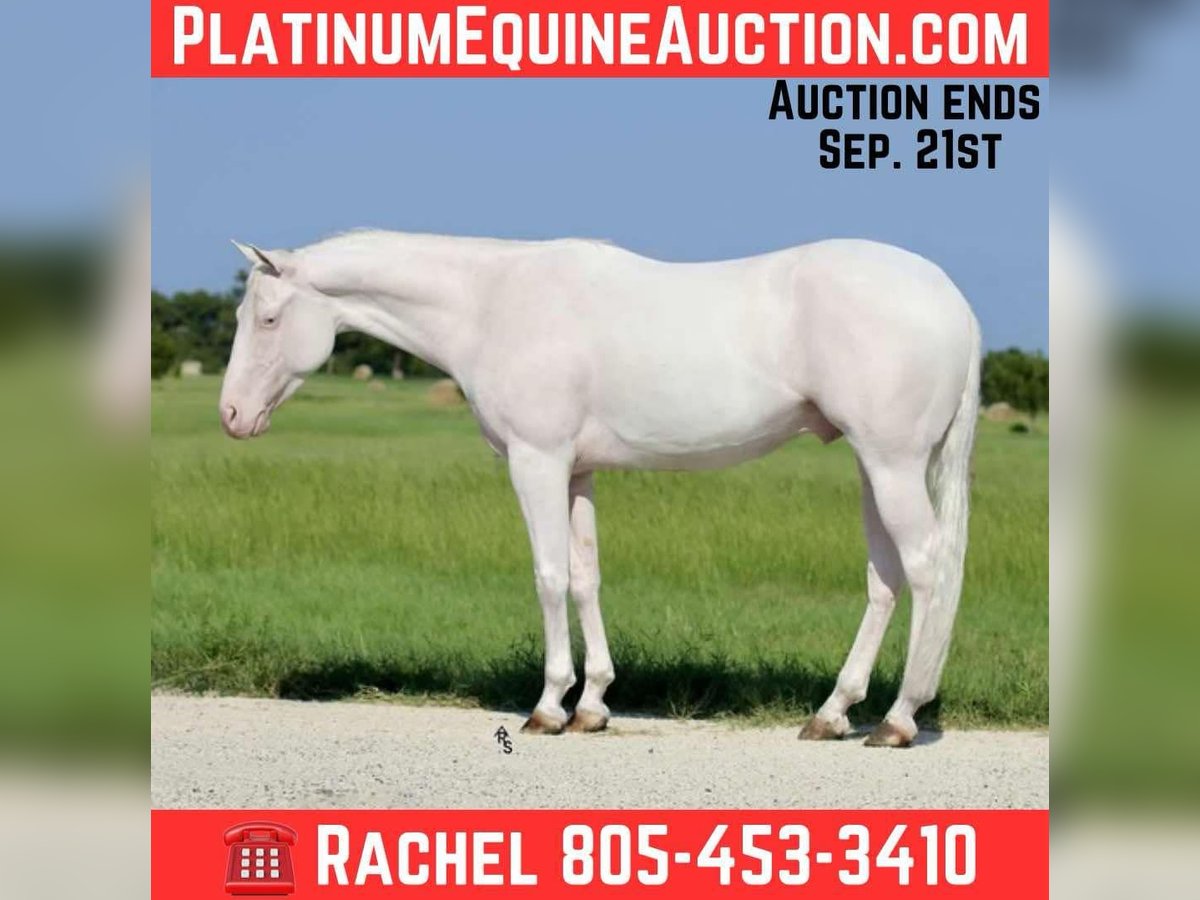 American Quarter Horse Wallach 3 Jahre 152 cm White in Decatur, TX