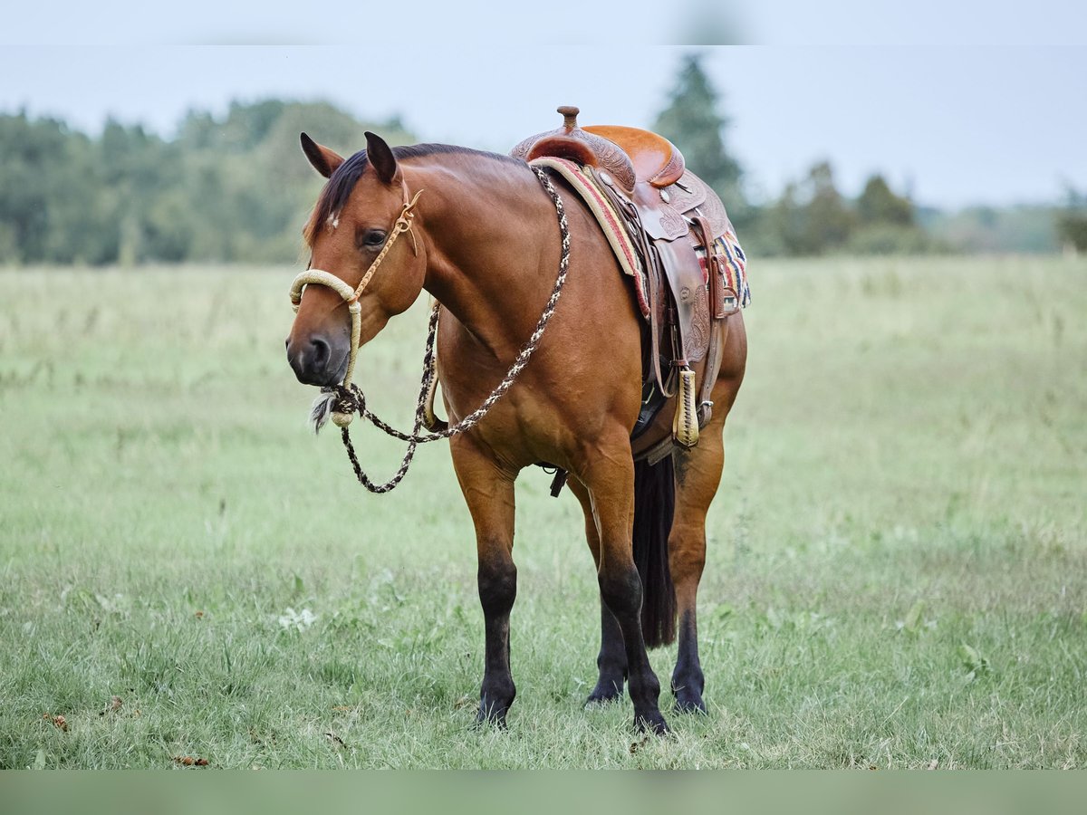 American Quarter Horse Wallach 3 Jahre 153 cm Brauner in München