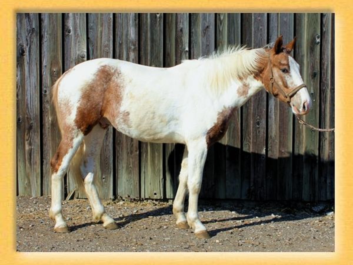 American Quarter Horse Mix Wallach 3 Jahre 153 cm Schecke in Pfaffenhofen an der Roth