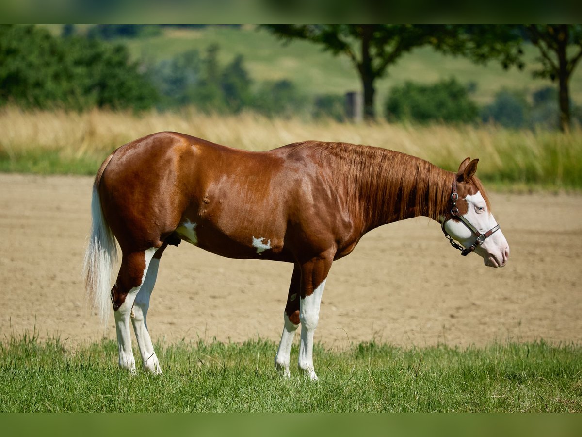 American Quarter Horse Wallach 3 Jahre 153 cm White in M&#xFC;nchen
