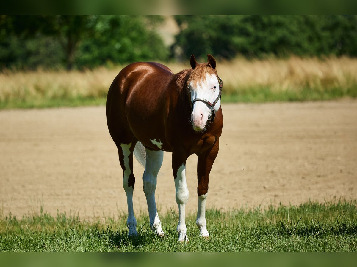American Quarter Horse Wallach 3 Jahre 153 cm White in München