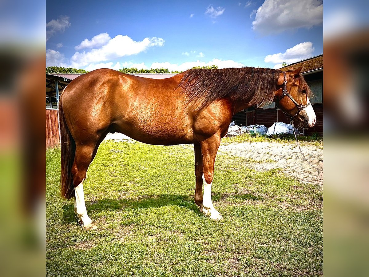 American Quarter Horse Wallach 3 Jahre 154 cm Fuchs in Steyerberg Deblinghausen