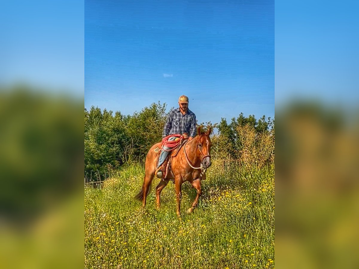 American Quarter Horse Wallach 3 Jahre 154 cm Roan-Red in Cortazzone