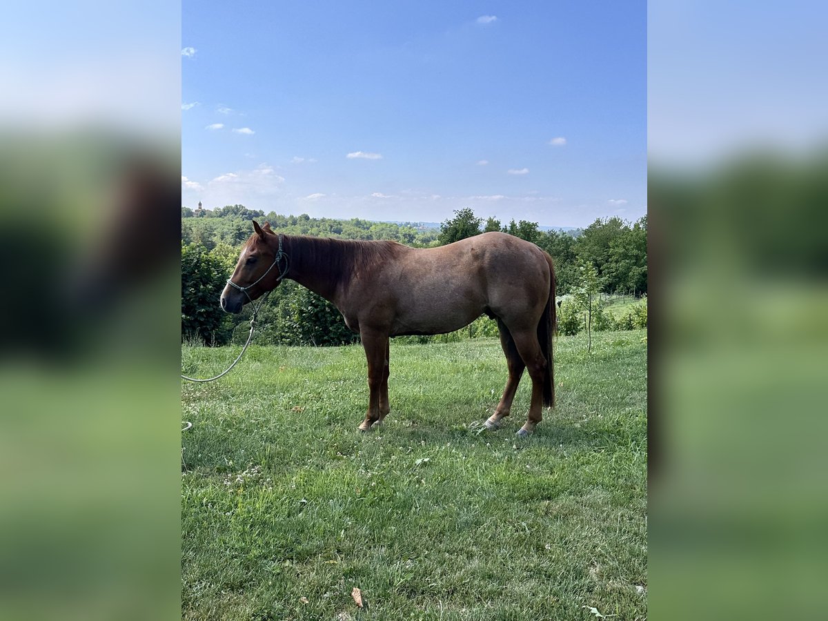 American Quarter Horse Wallach 3 Jahre 154 cm Roan-Red in Cortazzone