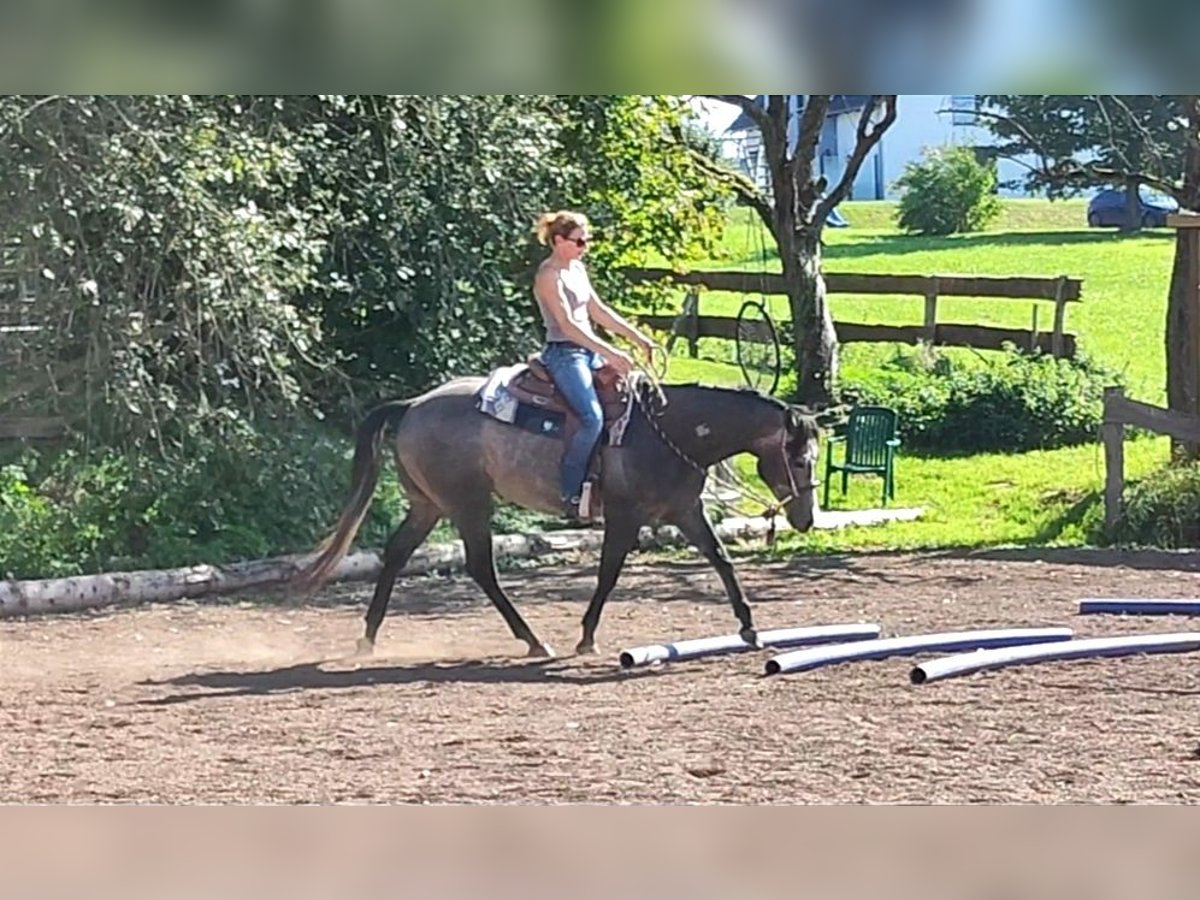 American Quarter Horse Wallach 3 Jahre 154 cm Schimmel in Krautscheid