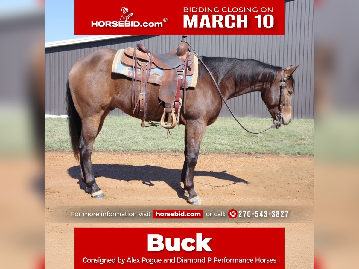 American Quarter Horse Wallach 3 Jahre 155 cm Buckskin in Benton, KY