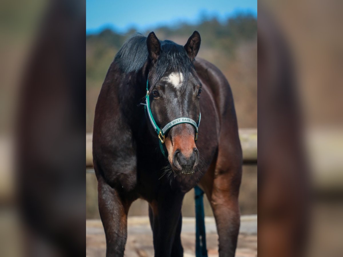 American Quarter Horse Wallach 3 Jahre 155 cm Dunkelbrauner in Soyen