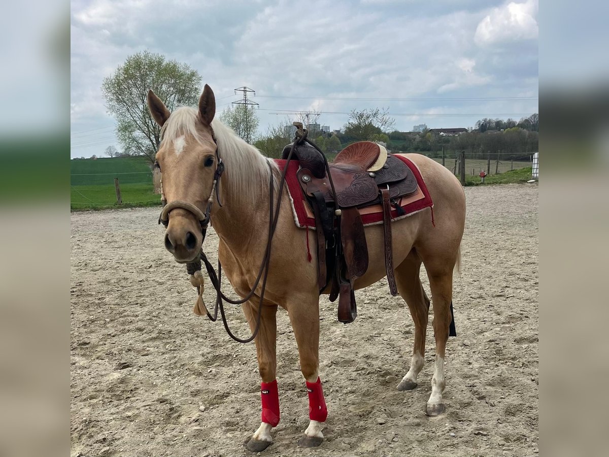 American Quarter Horse, Wallach in Wasserburg am Inn