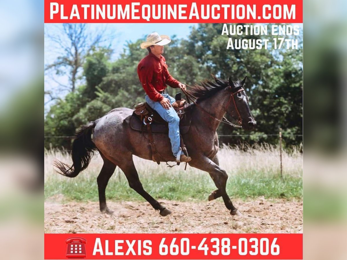 American Quarter Horse Wallach 3 Jahre 157 cm Roan-Blue in Cole Camp MO