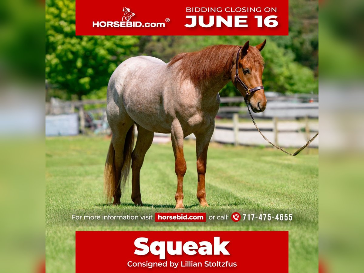 American Quarter Horse Wallach 3 Jahre 157 cm Roan-Red in New Holland, PA