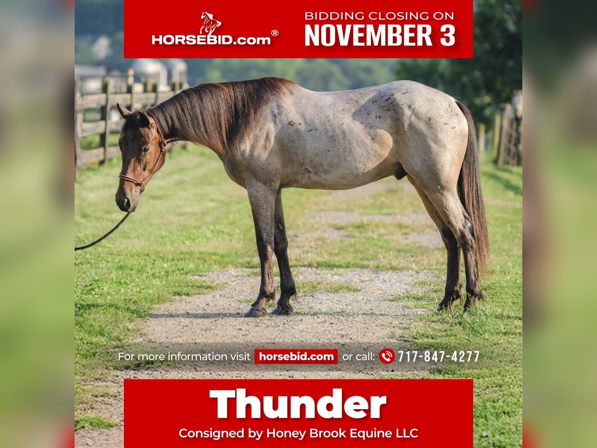 American Quarter Horse Mix Wallach 3 Jahre 157 cm in Honey Brook, PA American Quarter Horse Mix Wallach 3 Jahre 157 cm in Honey Brook, PA