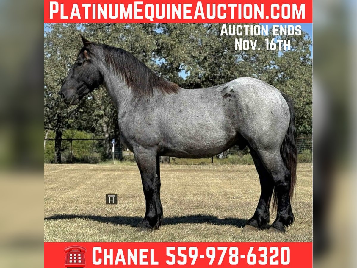 American Quarter Horse Wallach 3 Jahre 163 cm Roan-Blue in JAcksboro TX